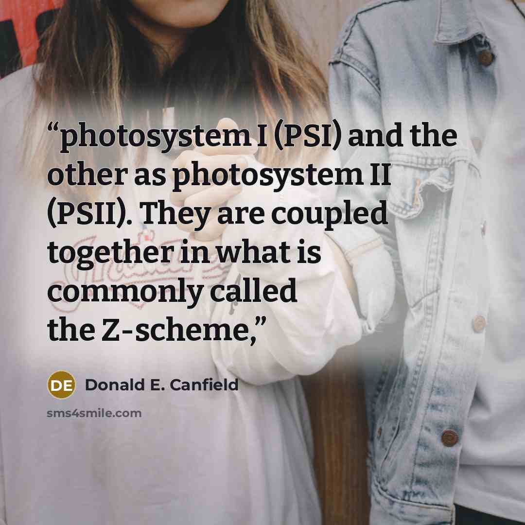 “photosystem I (PSI) and the other as photosystem II (PSII). They are coupled together in what is commonly called the Z-scheme,” quote by Donald E. Canfield