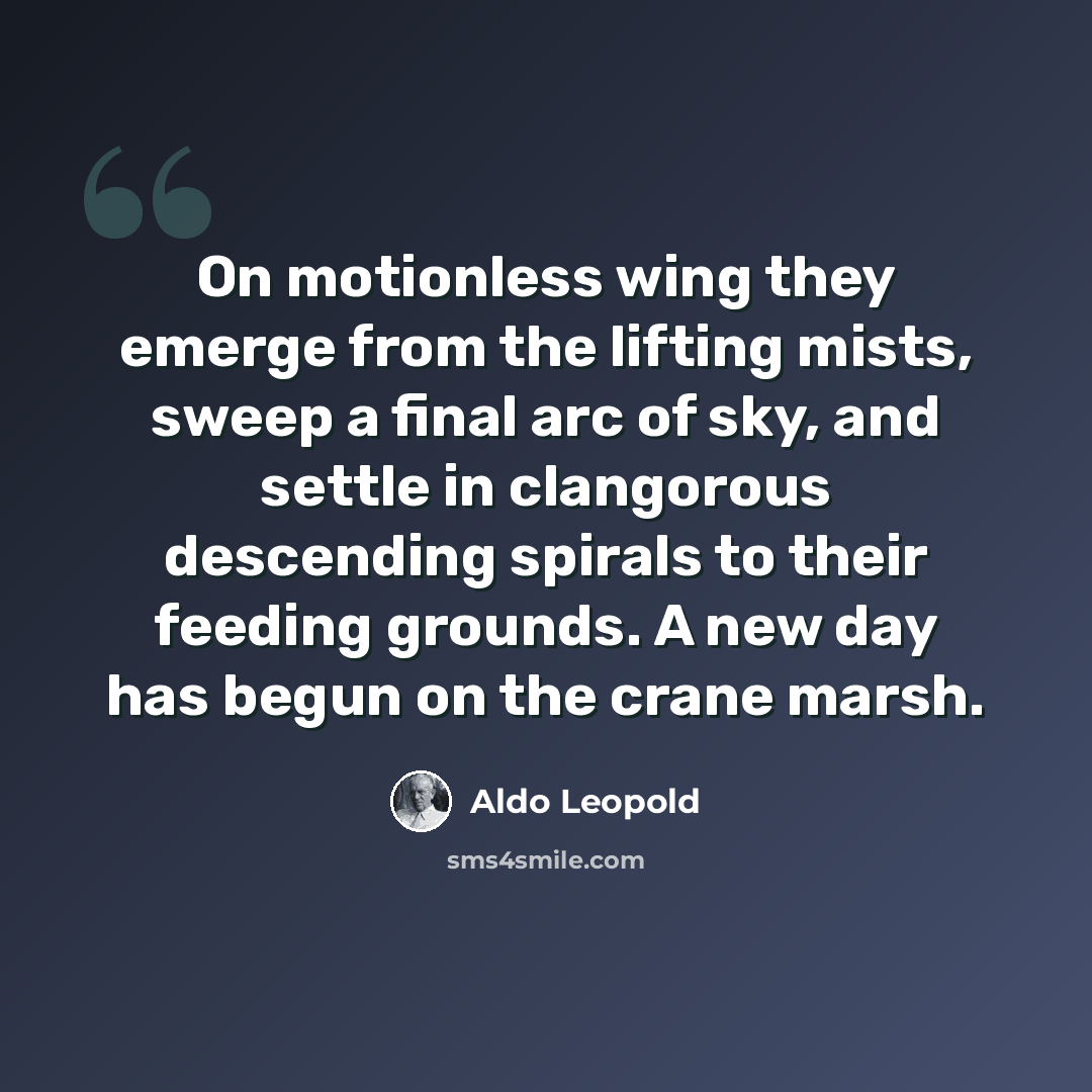 “On motionless wing they emerge from the lifting mists, sweep a final arc of sky, and settle in clangorous descending spirals to their feeding grounds. A new day has begun on the crane marsh.” quote by Aldo Leopold