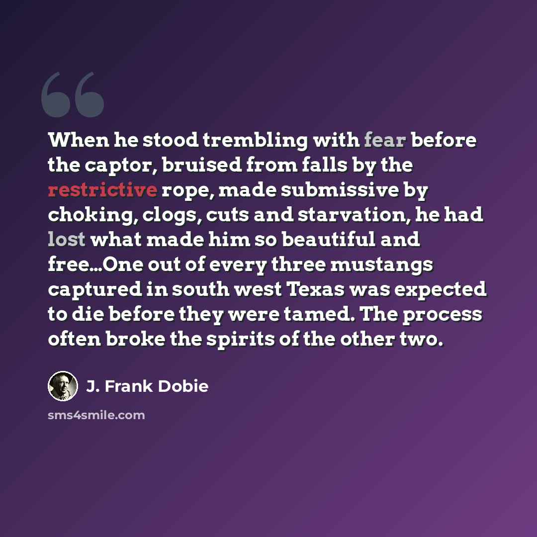 “When he stood trembling with fear before the captor, bruised from falls by the restrictive rope, made submissive by choking, clogs, cuts and starvation, he had lost what made him so beautiful and free…One out of every three mustangs captured in south west Texas was expected to die before they were…” quote by J. Frank Dobie