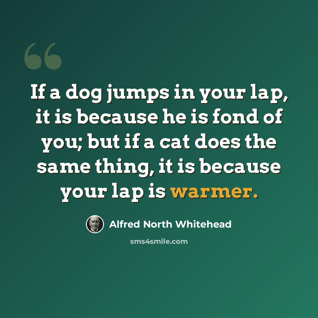 “If a dog jumps in your lap, it is because he is fond of you; but if a cat does the same thing, it is because your lap is warmer.” quote by Alfred North Whitehead