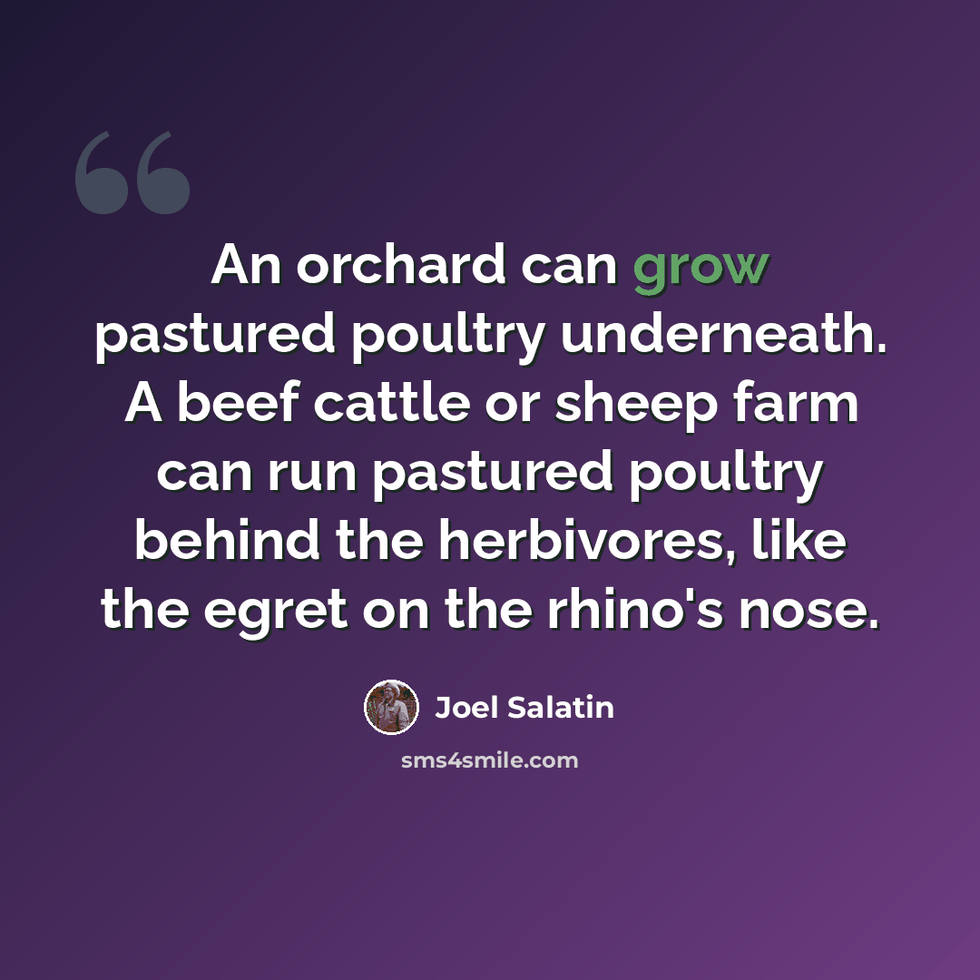 “An orchard can grow pastured poultry underneath. A beef cattle or sheep farm can run pastured poultry behind the herbivores, like the egret on the rhino's nose.” quote by Joel Salatin