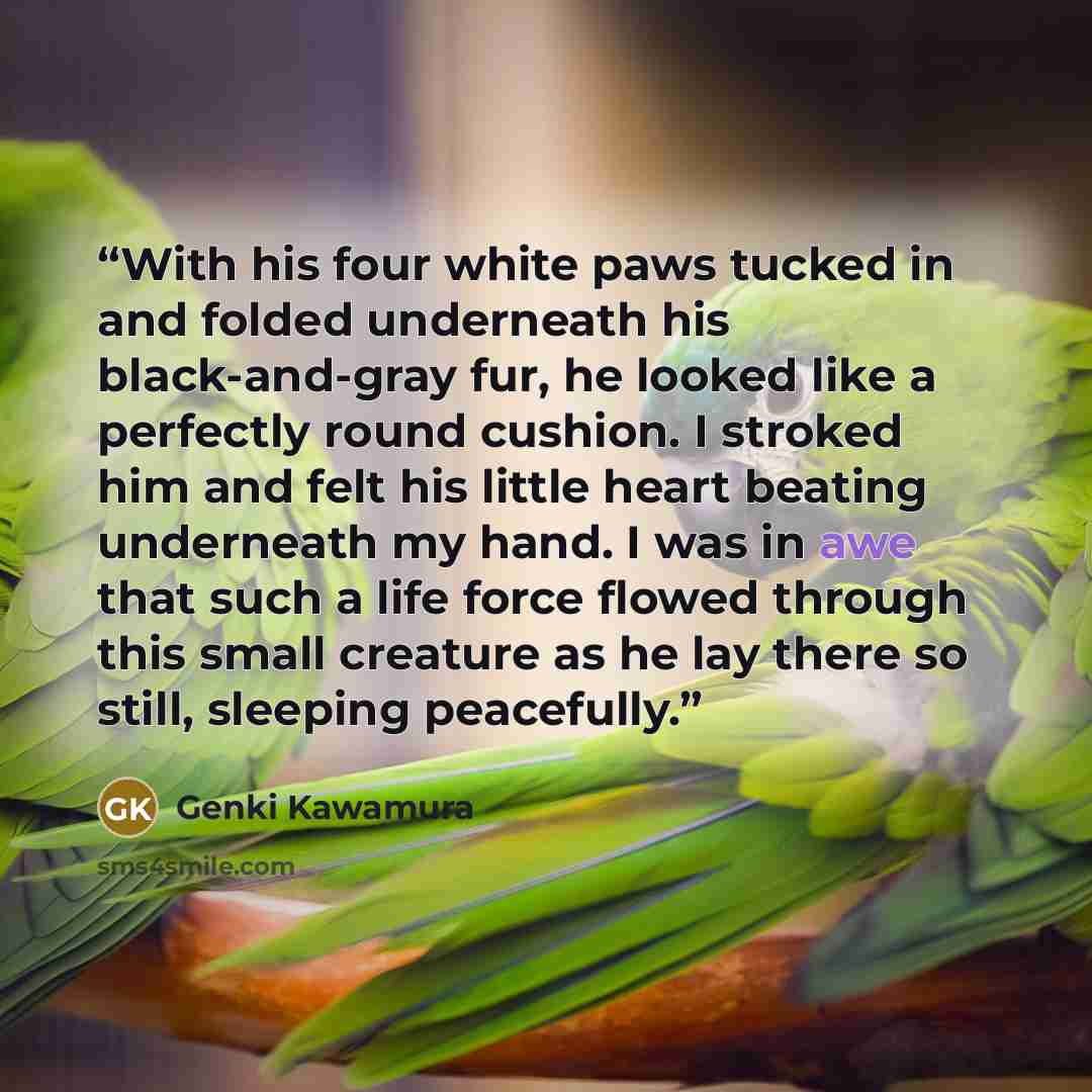 “With his four white paws tucked in and folded underneath his black-and-gray fur, he looked like a perfectly round cushion. I stroked him and felt his little heart beating underneath my hand. I was in awe that such a life force flowed through this small creature as he lay there so still, sleeping…” quote by Genki Kawamura