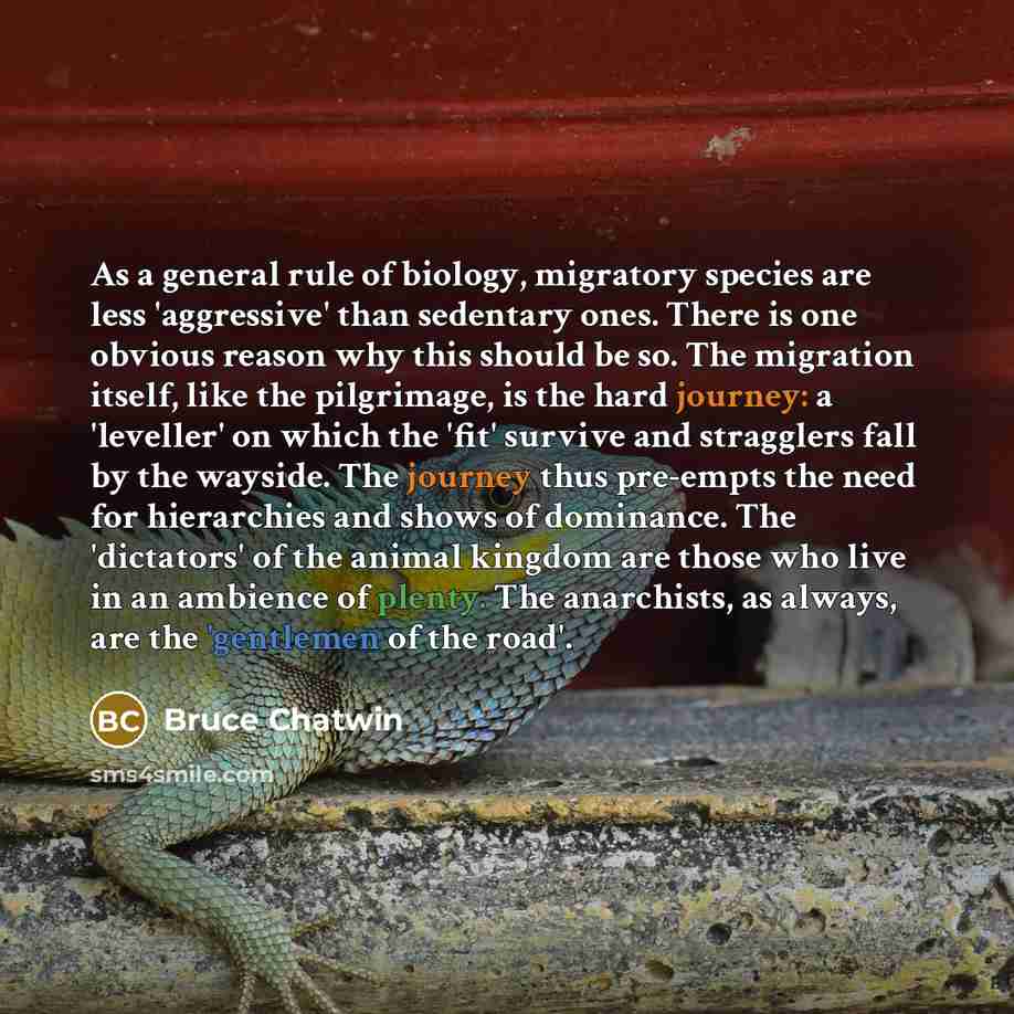 “As a general rule of biology, migratory species are less 'aggressive' than sedentary ones. There is one obvious reason why this should be so. The migration itself, like the pilgrimage, is the hard journey: a 'leveller' on which the 'fit' survive and stragglers fall by the wayside. The journey thus…” quote by Bruce Chatwin