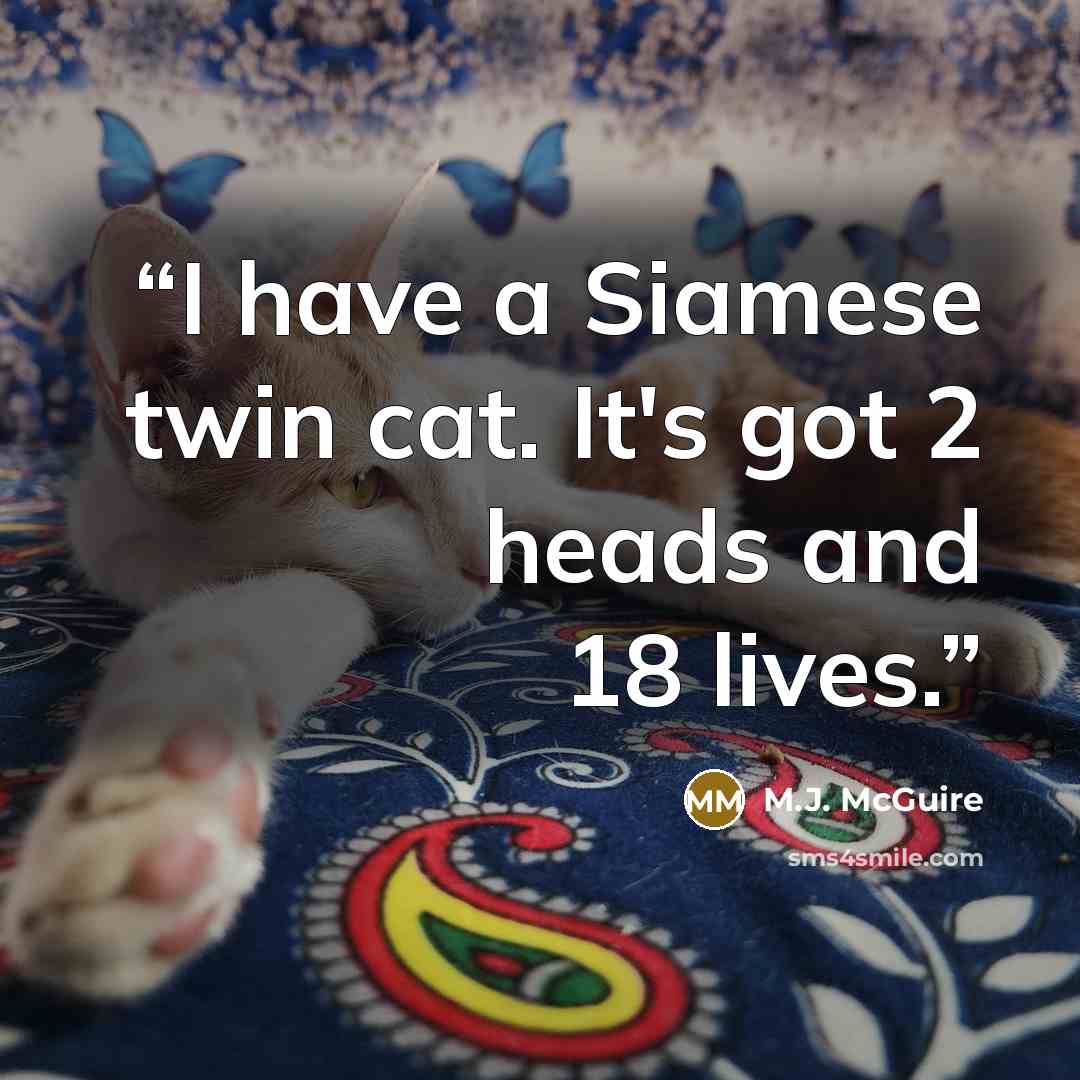 “I have a Siamese twin cat. It's got 2 heads and 18 lives.” quote by M.J. McGuire
