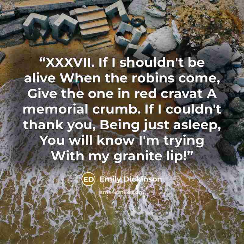 “XXXVII. If I shouldn't be alive When the robins come, Give the one in red cravat A memorial crumb. If I couldn't thank you, Being just asleep, You will know I'm trying With my granite lip!” quote by Emily Dickinson