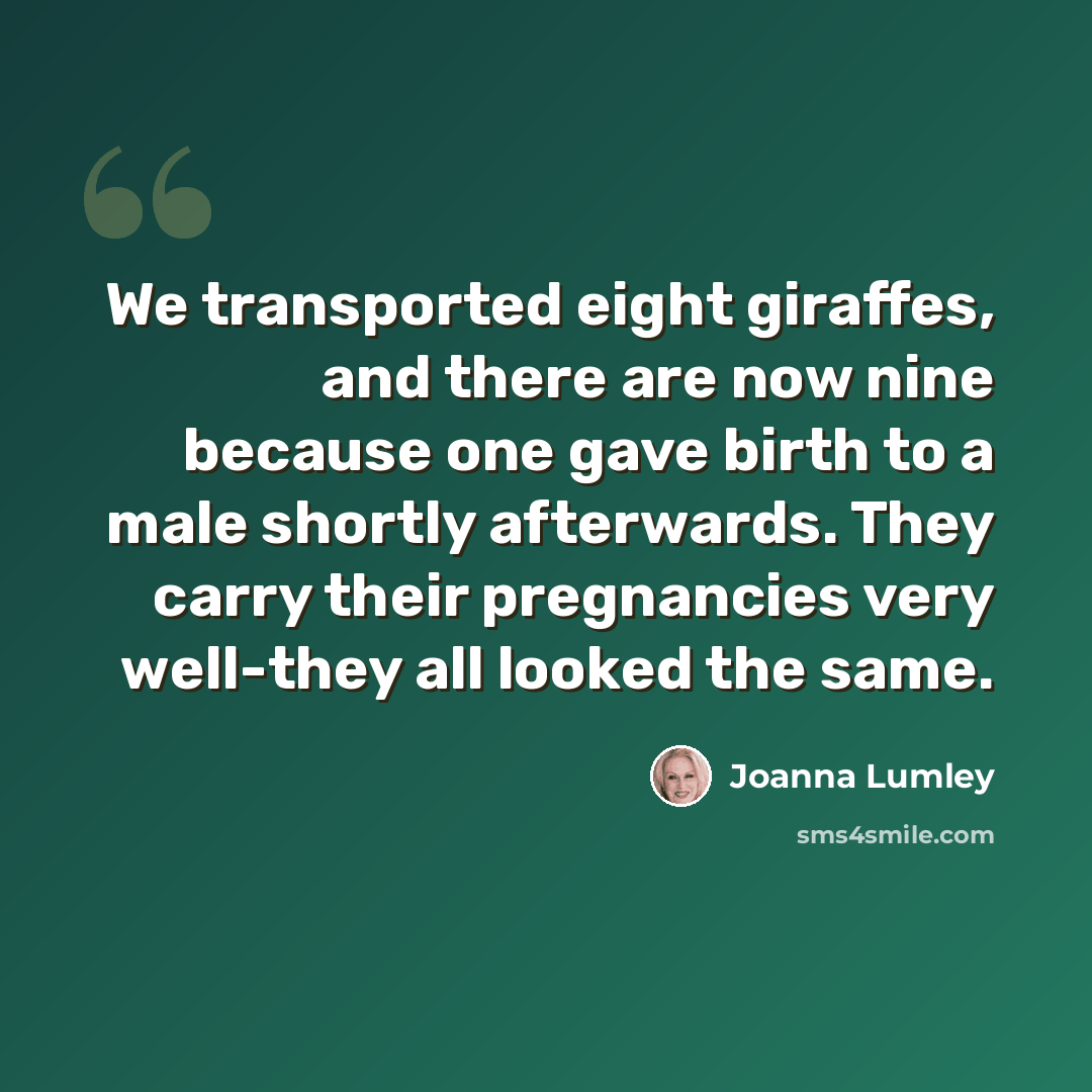 “We transported eight giraffes, and there are now nine because one gave birth to a male shortly afterwards. They carry their pregnancies very well-they all looked the same.” quote by Joanna Lumley