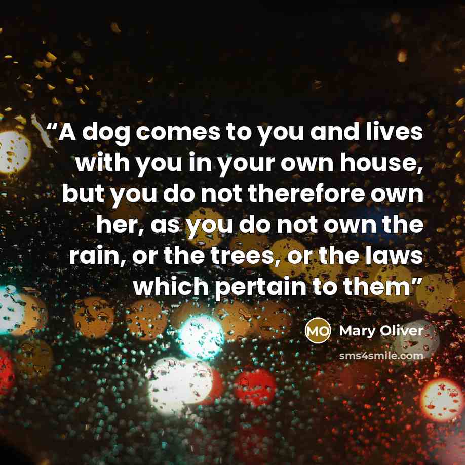 “A dog comes to you and lives with you in your own house, but you do not therefore own her, as you do not own the rain, or the trees, or the laws which pertain to them” quote by Mary Oliver