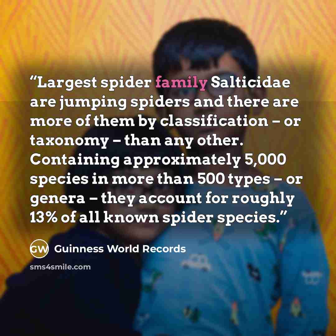 “Largest spider family Salticidae are jumping spiders and there are more of them by classification – or taxonomy – than any other. Containing approximately 5,000 species in more than 500 types – or genera – they account for roughly 13% of all known spider species.” quote by Guinness World Records