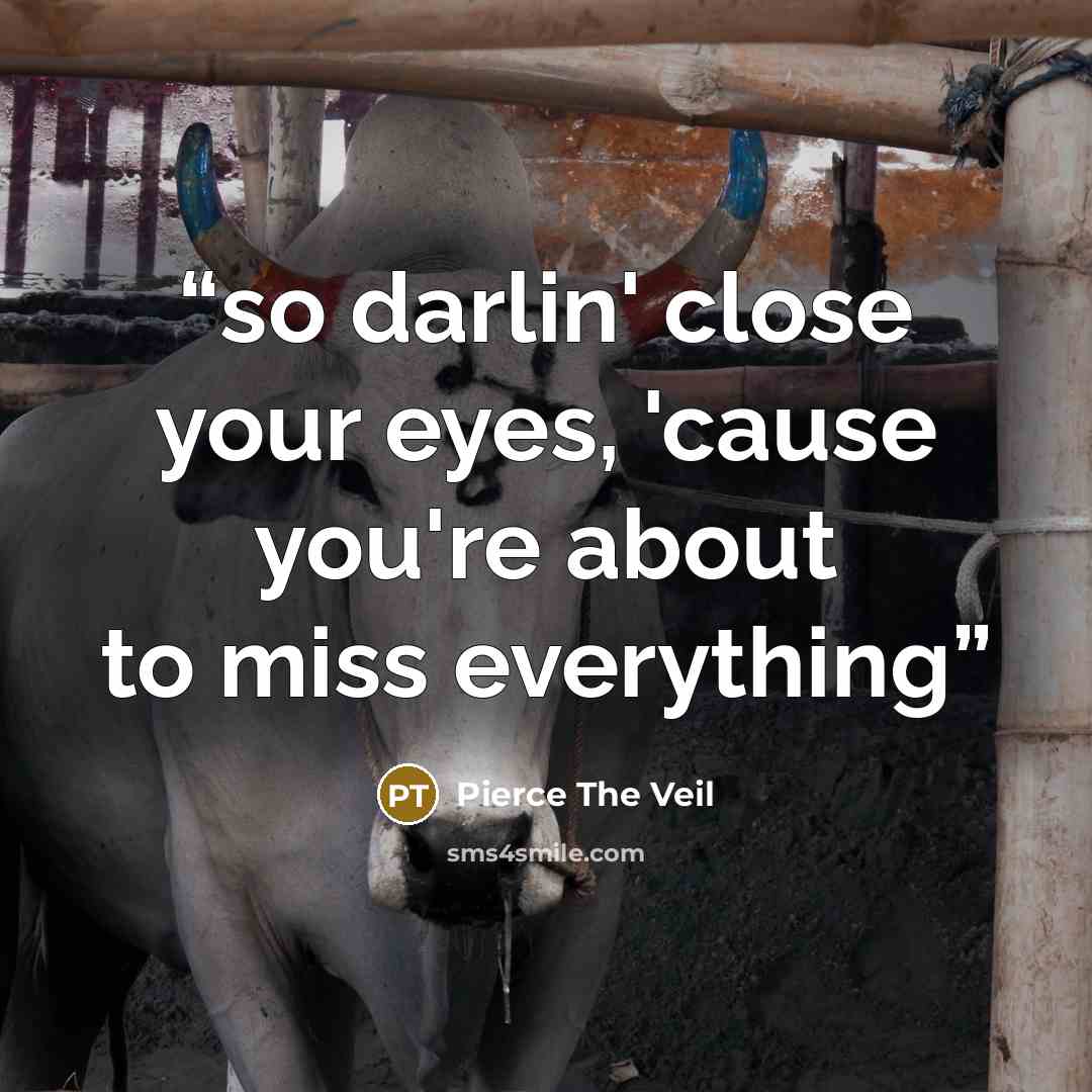“so darlin' close your eyes, 'cause you're about to miss everything” quote by Pierce the Veil