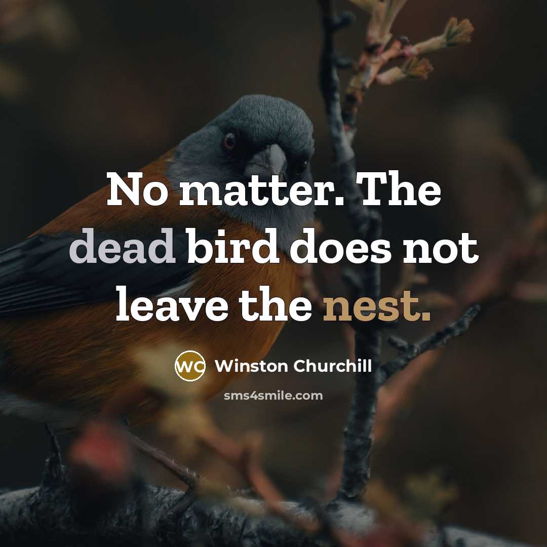 “No matter. The dead bird does not leave the nest.” quote by Winston Churchill