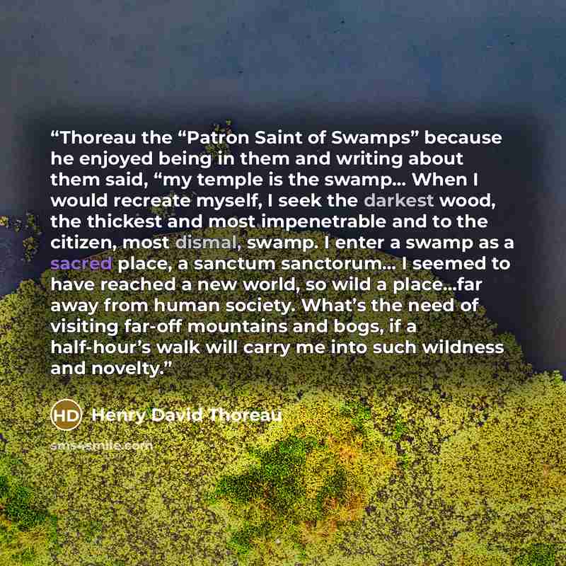 “Thoreau the “Patron Saint of Swamps” because he enjoyed being in them and writing about them said, “my temple is the swamp… When I would recreate myself, I seek the darkest wood, the thickest and most impenetrable and to the citizen, most dismal, swamp. I enter a swamp as a sacred place, a sanctum…” quote by Henry David Thoreau