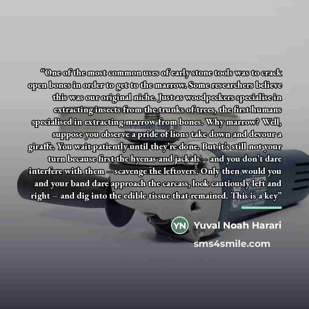 “One of the most common uses of early stone tools was to crack open bones in order to get to the marrow. Some researchers believe this was our original niche. Just as woodpeckers specialise in extracting insects from the trunks of trees, the first humans specialised in extracting marrow from bones…” quote by Yuval Noah Harari