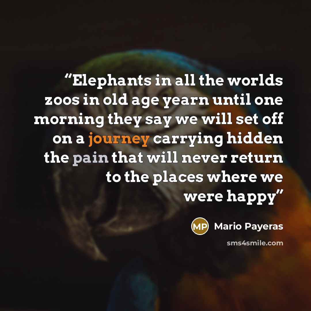 “Elephants in all the worlds zoos in old age yearn until one morning they say we will set off on a journey carrying hidden the pain that will never return to the places where we were happy” quote by Mario Payeras