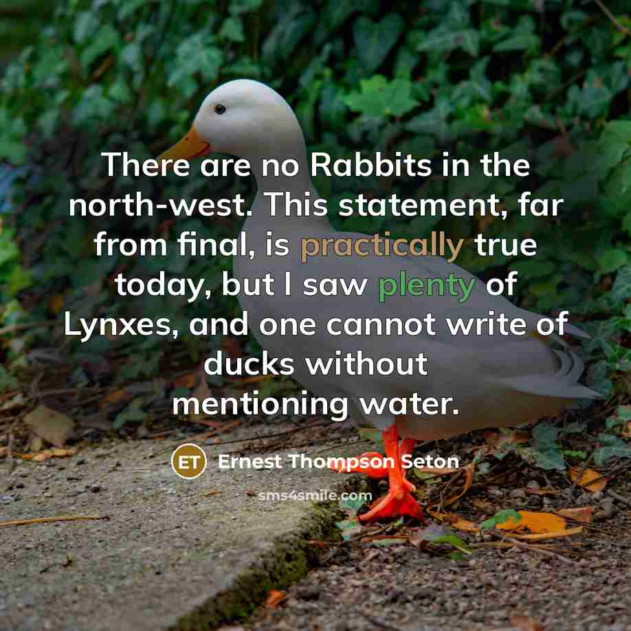 “There are no Rabbits in the north-west. This statement, far from final, is practically true today, but I saw plenty of Lynxes, and one cannot write of ducks without mentioning water.” quote by Ernest Thompson Seton