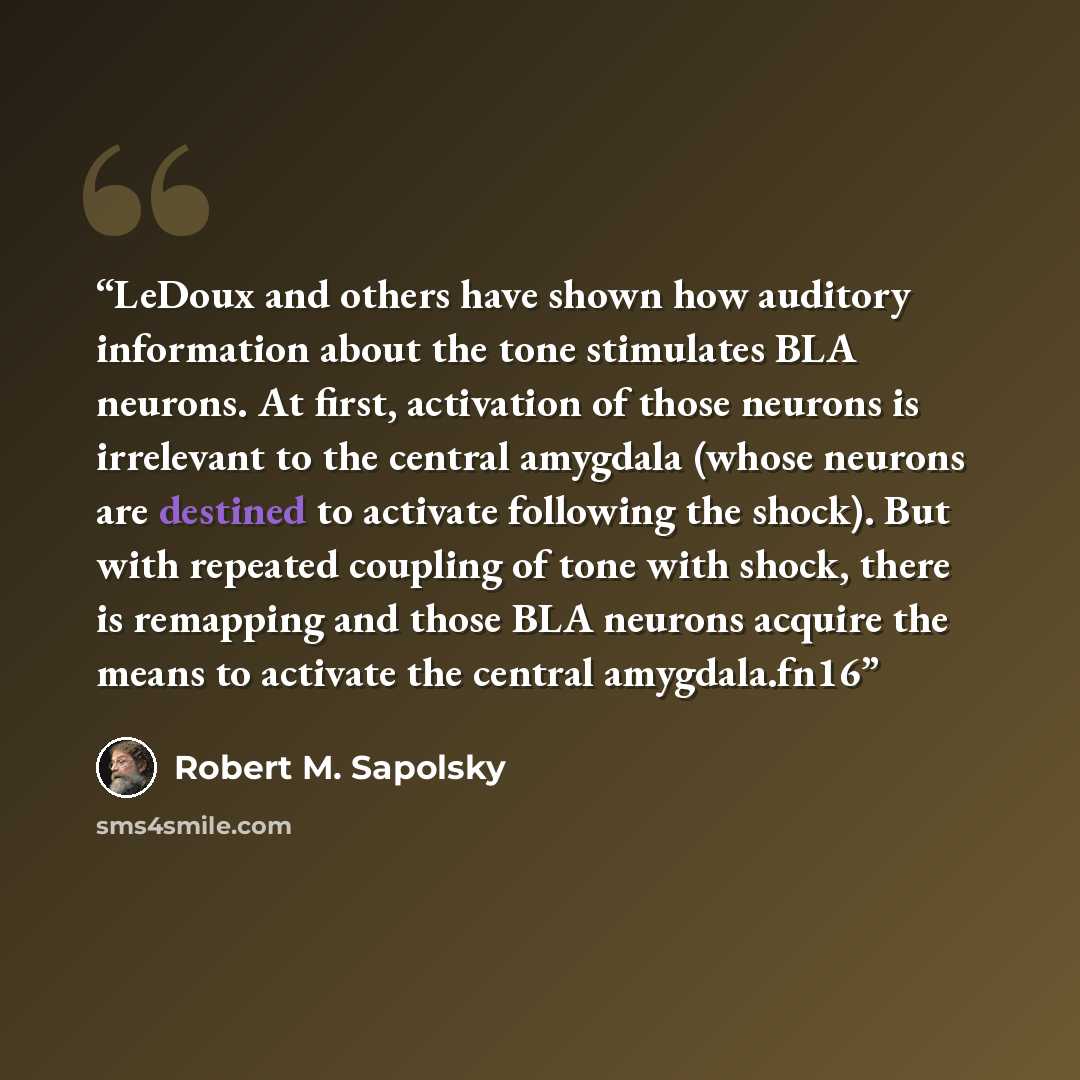 “LeDoux and others have shown how auditory information about the tone stimulates BLA neurons. At first, activation of those neurons is irrelevant to the central amygdala (whose neurons are destined to activate following the shock). But with repeated coupling of tone with shock, there is remapping…” quote by Robert M. Sapolsky