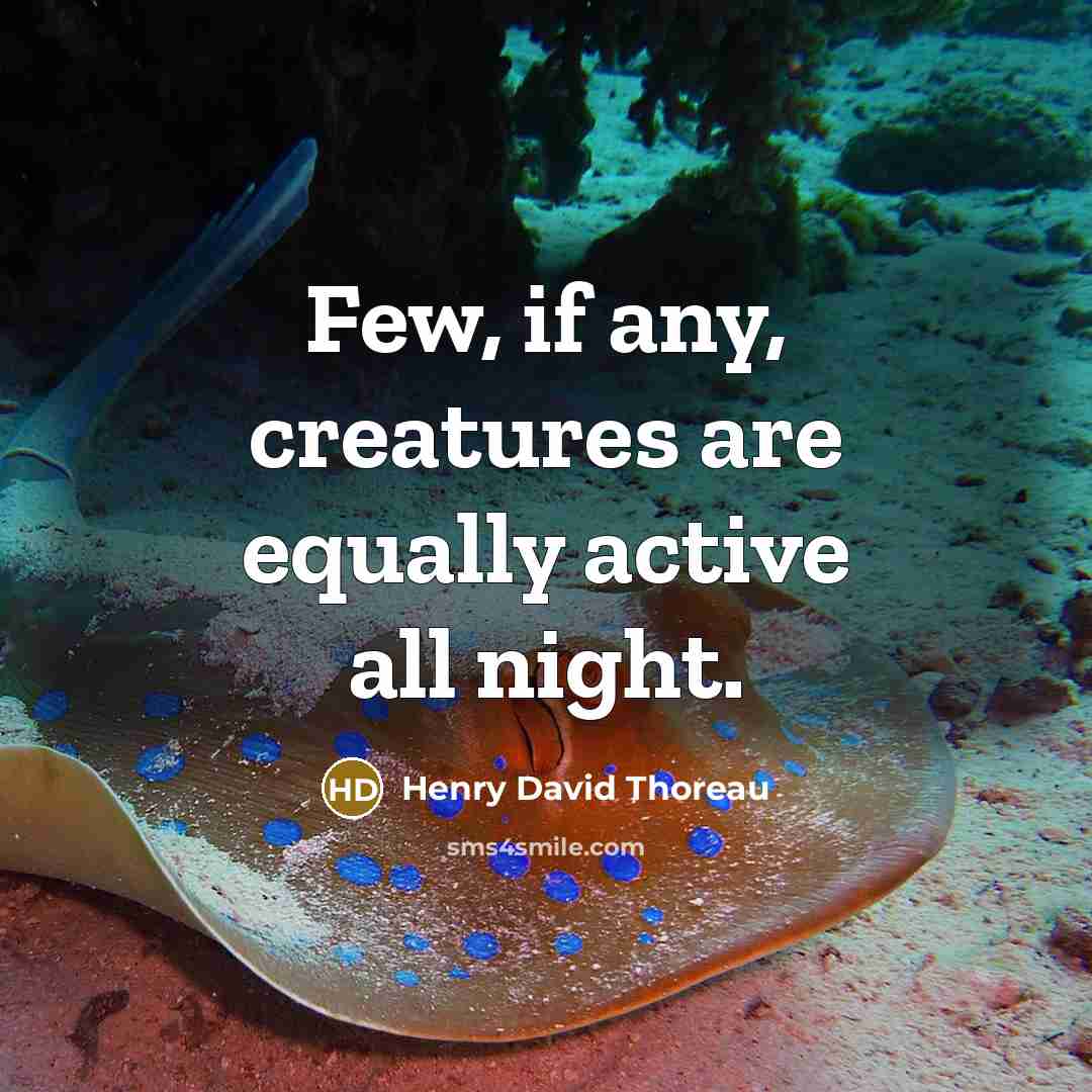 “Few, if any, creatures are equally active all night.” quote by Henry David Thoreau