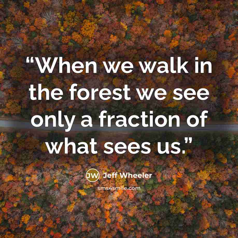 “When we walk in the forest we see only a fraction of what sees us.” quote by Jeff Wheeler