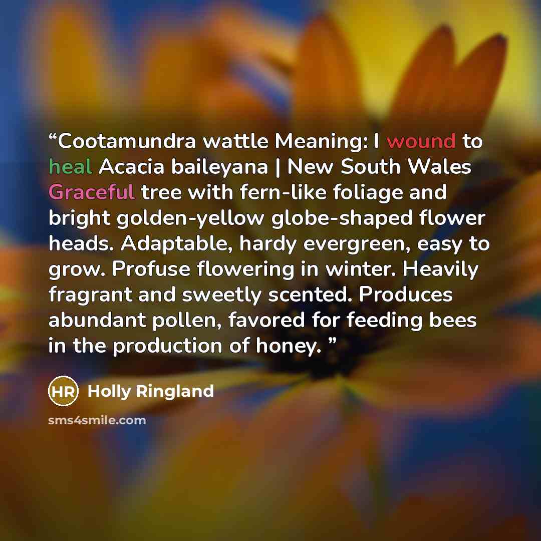 “Cootamundra wattle Meaning: I wound to heal Acacia baileyana | New South Wales Graceful tree with fern-like foliage and bright golden-yellow globe-shaped flower heads. Adaptable, hardy evergreen, easy to grow. Profuse flowering in winter. Heavily fragrant and sweetly scented. Produces abundant…” quote by Holly Ringland