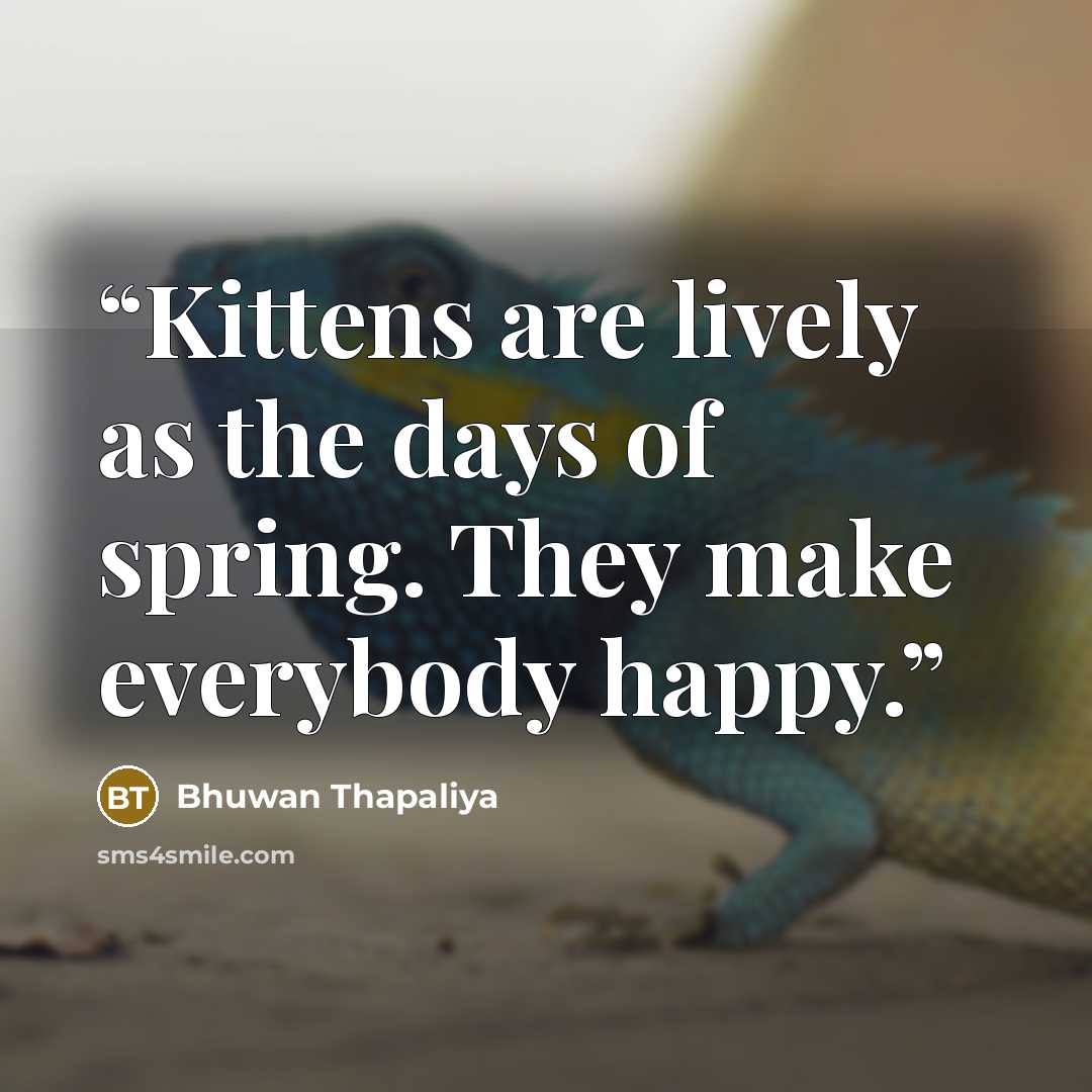 “Kittens are lively as the days of spring. They make everybody happy.” quote by Bhuwan Thapaliya
