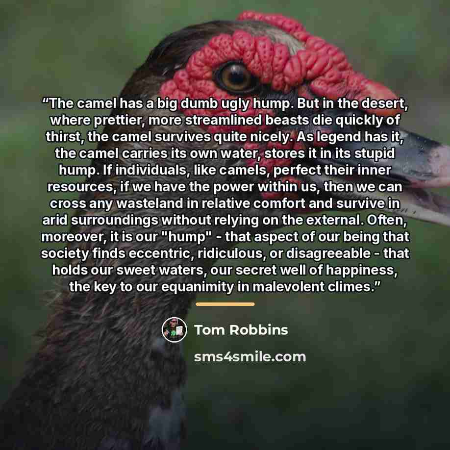 “The camel has a big dumb ugly hump. But in the desert, where prettier, more streamlined beasts die quickly of thirst, the camel survives quite nicely. As legend has it, the camel carries its own water, stores it in its stupid hump. If individuals, like camels, perfect their inner resources, if we…” quote by Tom Robbins