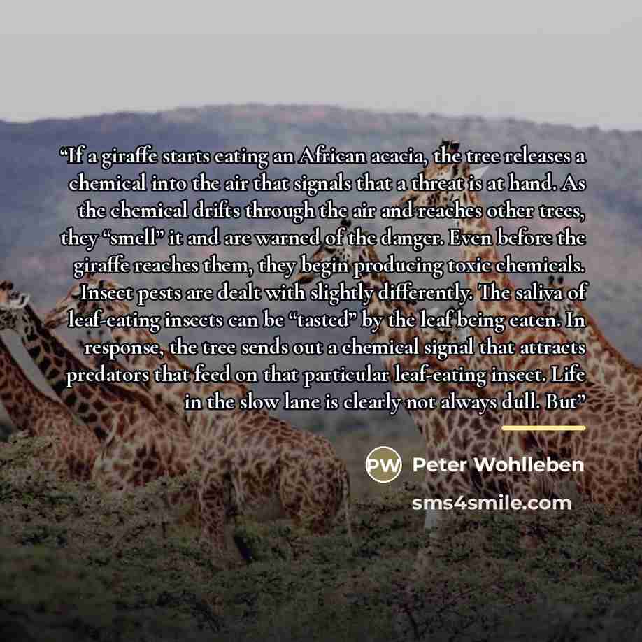 “If a giraffe starts eating an African acacia, the tree releases a chemical into the air that signals that a threat is at hand. As the chemical drifts through the air and reaches other trees, they “smell” it and are warned of the danger. Even before the giraffe reaches them, they begin producing…” quote by Peter Wohlleben