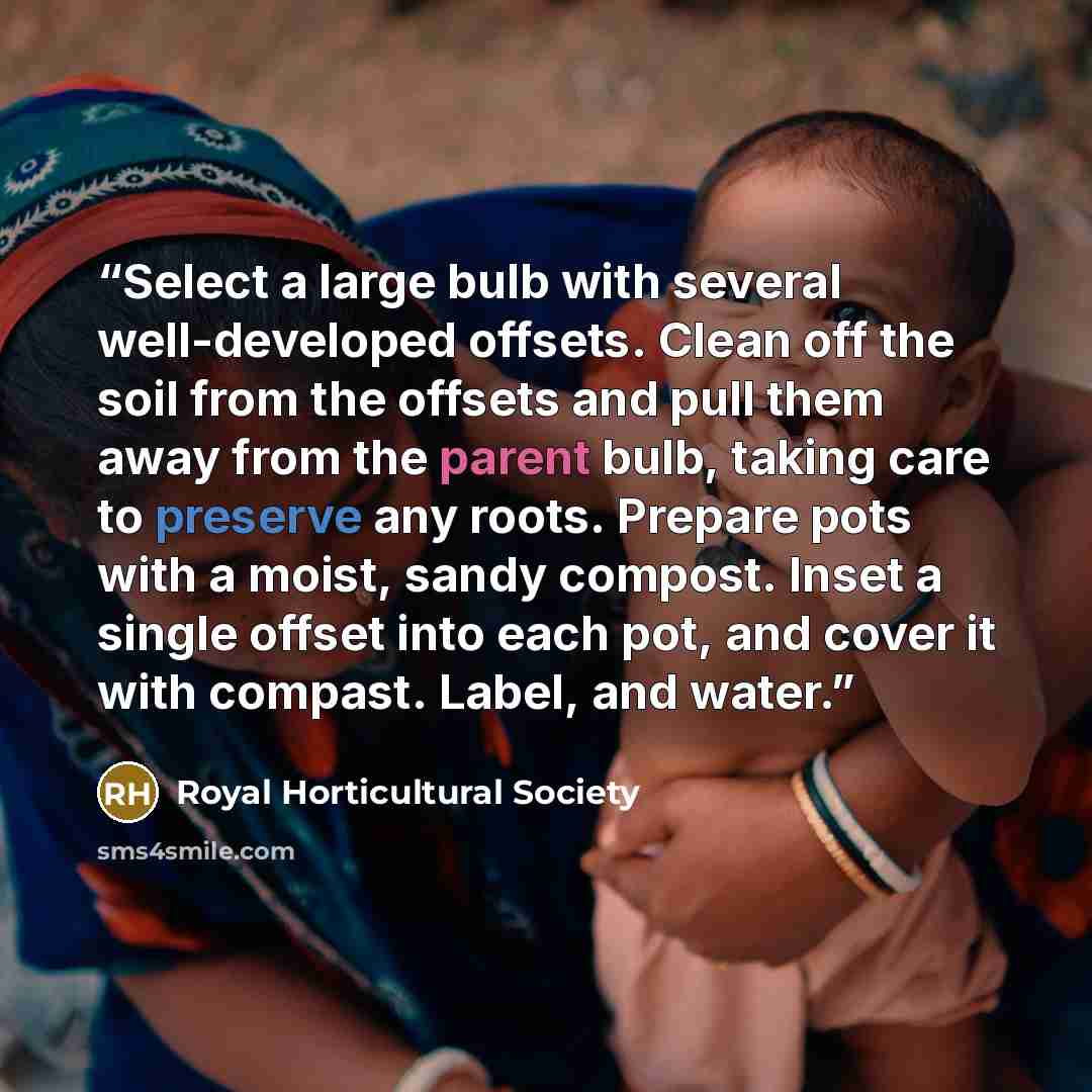 “Select a large bulb with several well-developed offsets. Clean off the soil from the offsets and pull them away from the parent bulb, taking care to preserve any roots. Prepare pots with a moist, sandy compost. Inset a single offset into each pot, and cover it with compast. Label, and water.” quote by Royal Horticultural Society