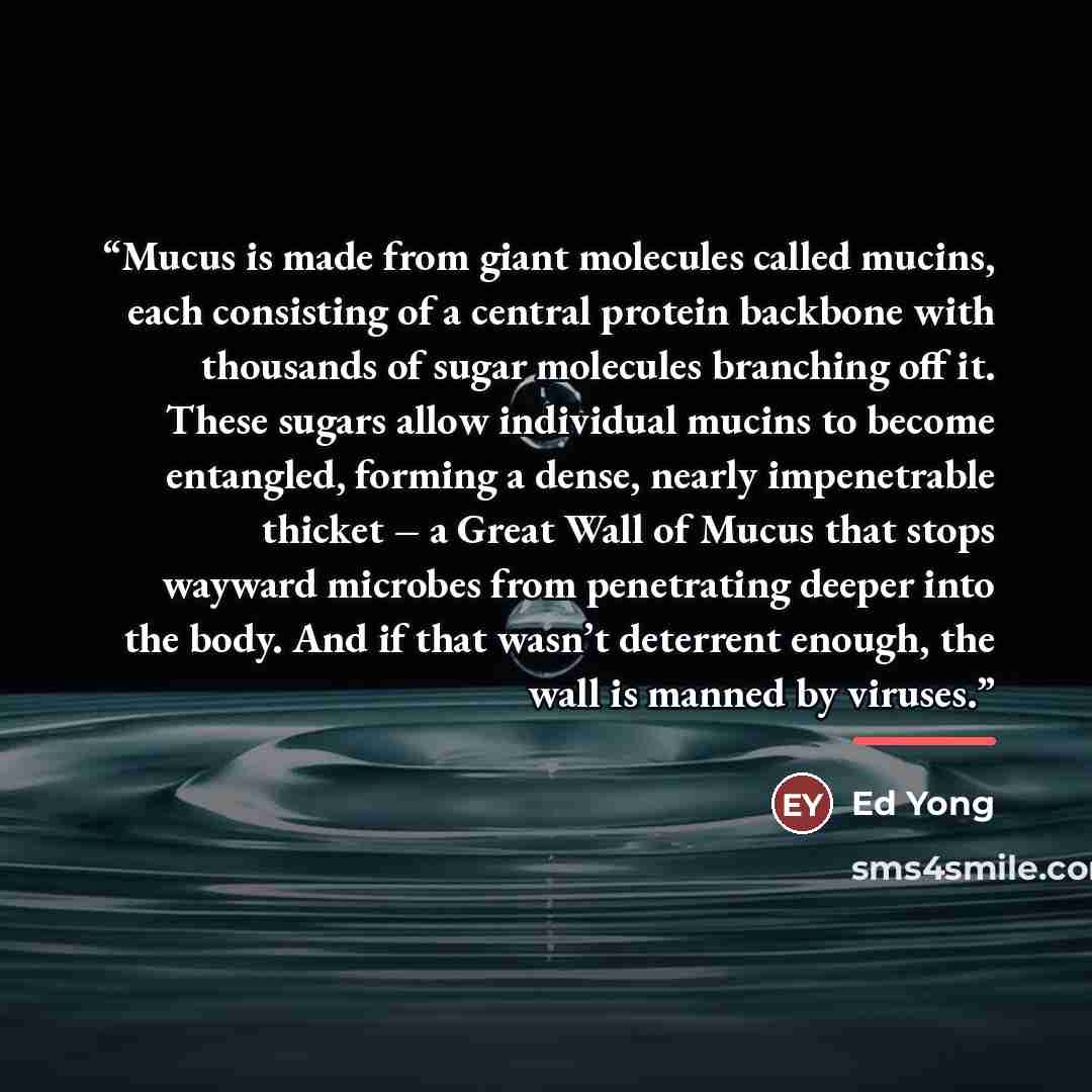 “Mucus is made from giant molecules called mucins, each consisting of a central protein backbone with thousands of sugar molecules branching off it. These sugars allow individual mucins to become entangled, forming a dense, nearly impenetrable thicket – a Great Wall of Mucus that stops wayward…” quote by Ed Yong