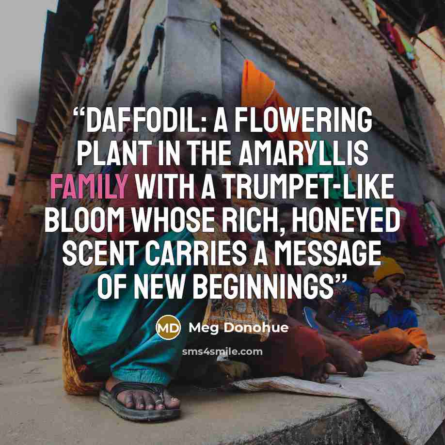 “Daffodil: A flowering plant in the amaryllis family with a trumpet-like bloom whose rich, honeyed scent carries a message of new beginnings” quote by Meg Donohue