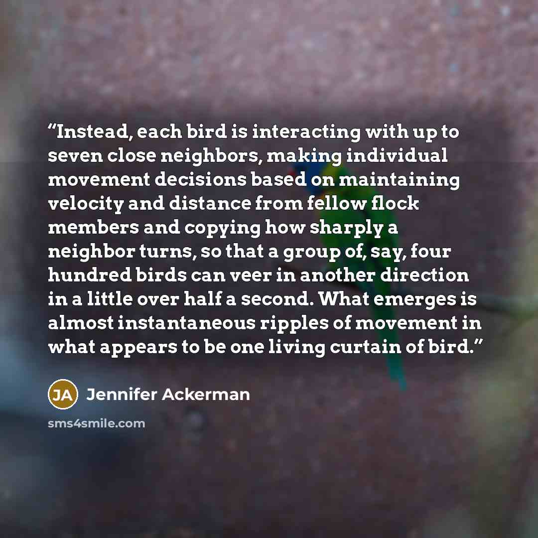 “Instead, each bird is interacting with up to seven close neighbors, making individual movement decisions based on maintaining velocity and distance from fellow flock members and copying how sharply a neighbor turns, so that a group of, say, four hundred birds can veer in another direction in a…” quote by Jennifer Ackerman