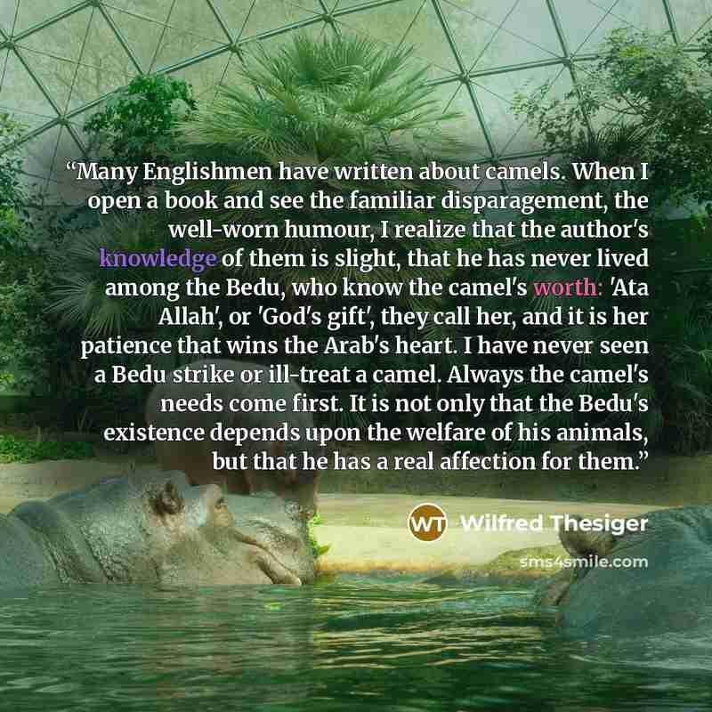 “Many Englishmen have written about camels. When I open a book and see the familiar disparagement, the well-worn humour, I realize that the author's knowledge of them is slight, that he has never lived among the Bedu, who know the camel's worth: 'Ata Allah', or 'God's gift', they call her, and it…” quote by Wilfred Thesiger