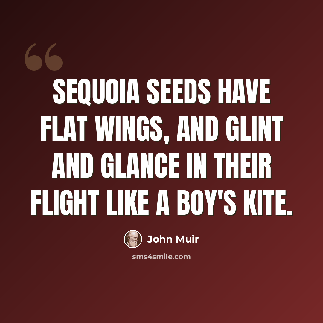 “Sequoia seeds have flat wings, and glint and glance in their flight like a boy's kite.” quote by John Muir
