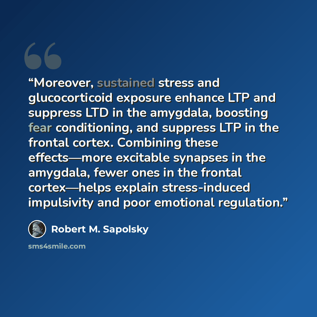 “Moreover, sustained stress and glucocorticoid exposure enhance LTP and suppress LTD in the amygdala, boosting fear conditioning, and suppress LTP in the frontal cortex. Combining these effects—more excitable synapses in the amygdala, fewer ones in the frontal cortex—helps explain stress-induced…” quote by Robert M. Sapolsky