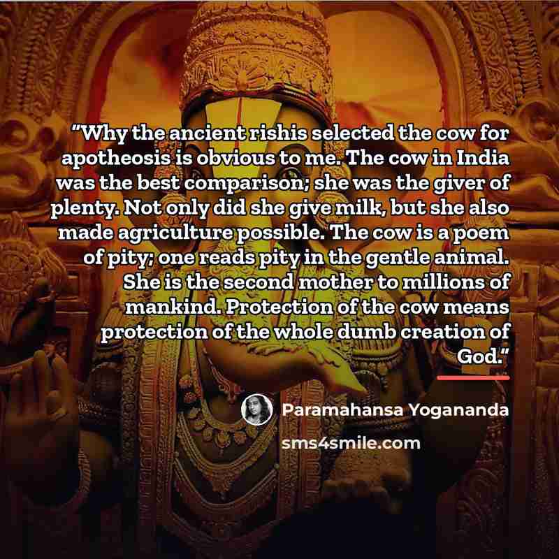 “Why the ancient rishis selected the cow for apotheosis is obvious to me. The cow in India was the best comparison; she was the giver of plenty. Not only did she give milk, but she also made agriculture possible. The cow is a poem of pity; one reads pity in the gentle animal. She is the second…” quote by Paramahansa Yogananda
