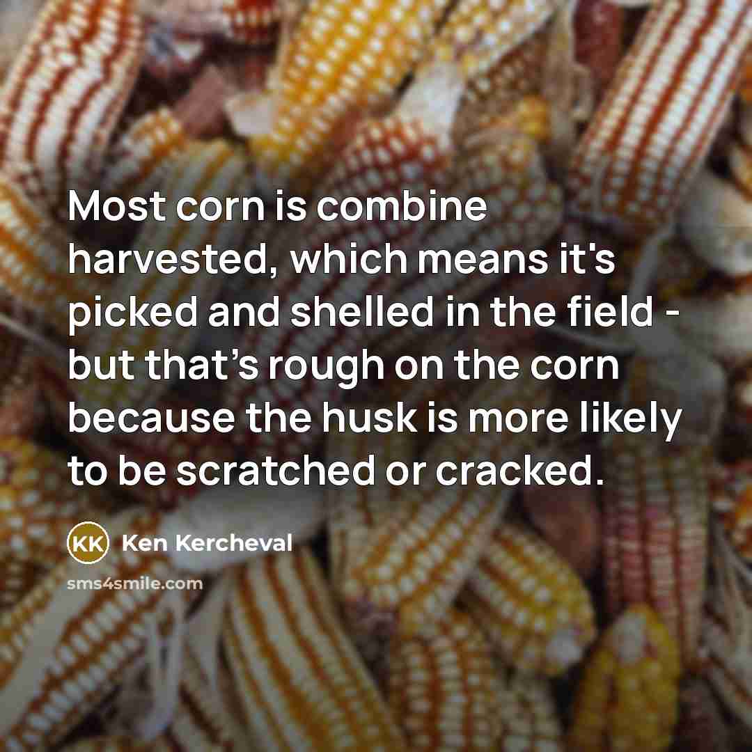 “Most corn is combine harvested, which means it's picked and shelled in the field - but that's rough on the corn because the husk is more likely to be scratched or cracked.” quote by Ken Kercheval