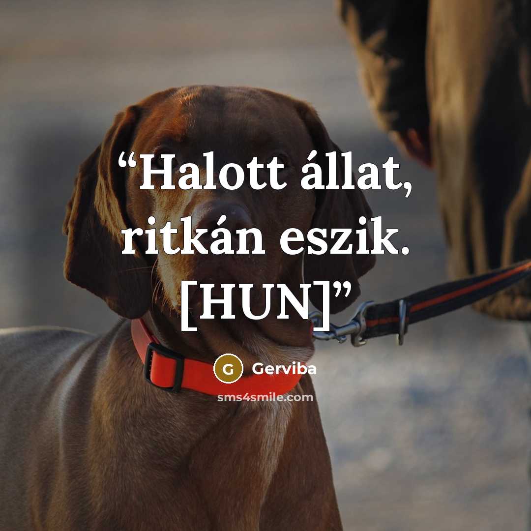 “Halott állat, ritkán eszik. [HUN]” quote by Gerviba