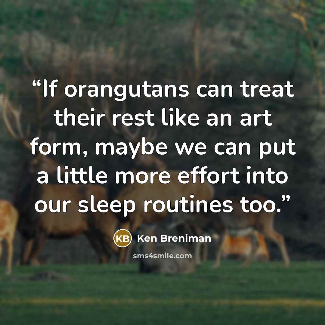 “If orangutans can treat their rest like an art form, maybe we can put a little more effort into our sleep routines too.” quote by Ken Breniman