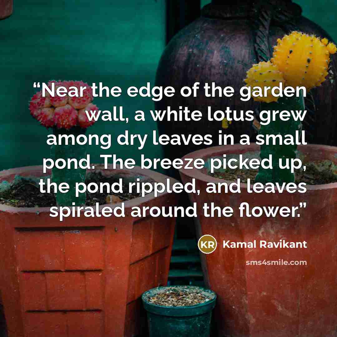 “Near the edge of the garden wall, a white lotus grew among dry leaves in a small pond. The breeze picked up, the pond rippled, and leaves spiraled around the flower.” quote by Kamal Ravikant
