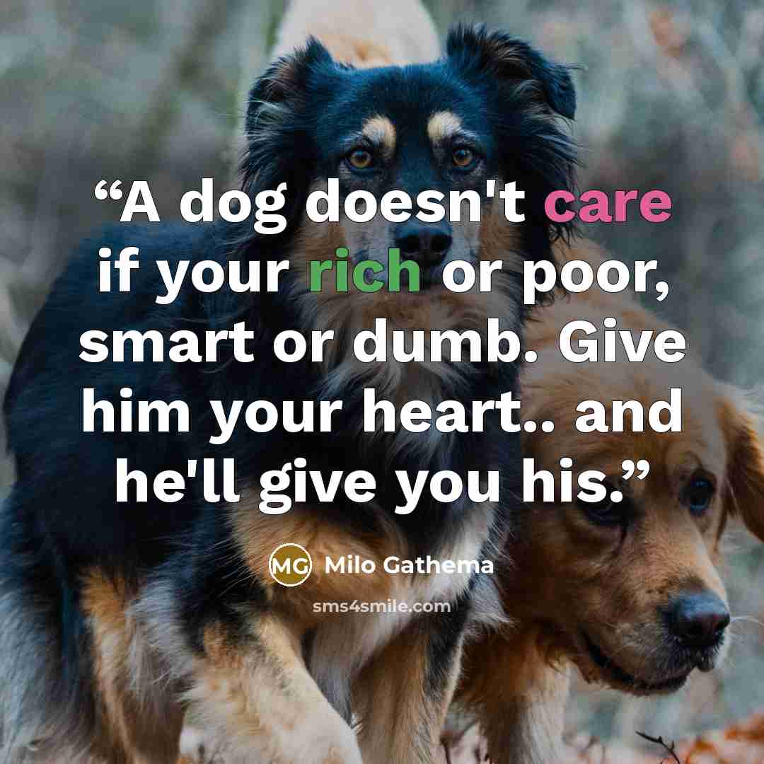 “A dog doesn't care if your rich or poor, smart or dumb. Give him your heart.. and he'll give you his.” quote by Milo Gathema