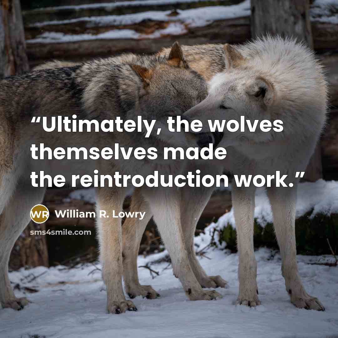 “Ultimately, the wolves themselves made the reintroduction work.” quote by William R. Lowry