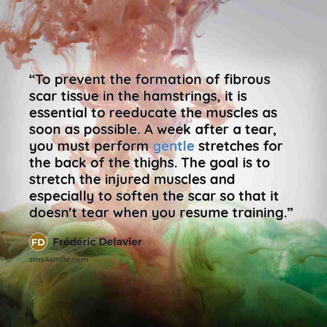 “To prevent the formation of fibrous scar tissue in the hamstrings, it is essential to reeducate the muscles as soon as possible. A week after a tear, you must perform gentle stretches for the back of the thighs. The goal is to stretch the injured muscles and especially to soften the scar so that…” quote by Frédéric Delavier