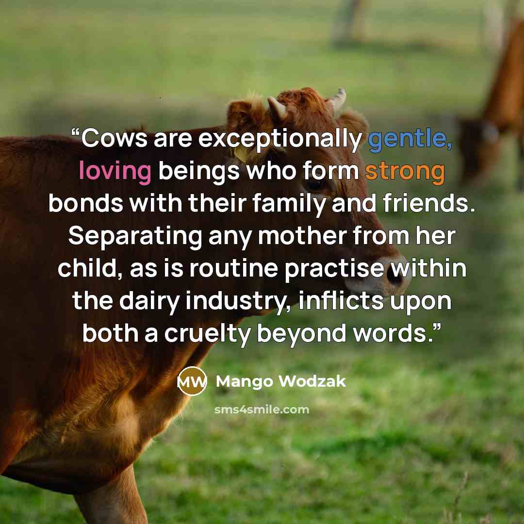 “Cows are exceptionally gentle, loving beings who form strong bonds with their family and friends. Separating any mother from her child, as is routine practise within the dairy industry, inflicts upon both a cruelty beyond words.” quote by Mango Wodzak