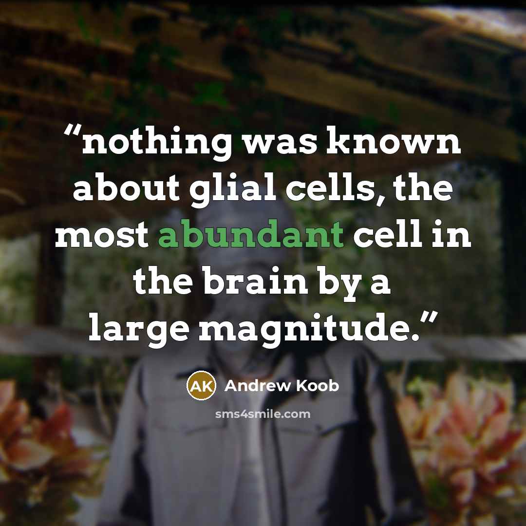 “nothing was known about glial cells, the most abundant cell in the brain by a large magnitude.” quote by Andrew Koob