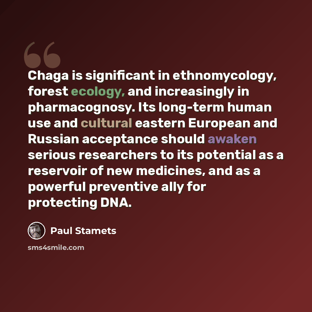 “Chaga is significant in ethnomycology, forest ecology, and increasingly in pharmacognosy. Its long-term human use and cultural eastern European and Russian acceptance should awaken serious researchers to its potential as a reservoir of new medicines, and as a powerful preventive ally for…” quote by Paul Stamets