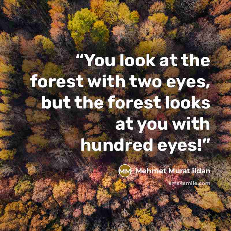 “You look at the forest with two eyes, but the forest looks at you with hundred eyes!” quote by Mehmet Murat ildan