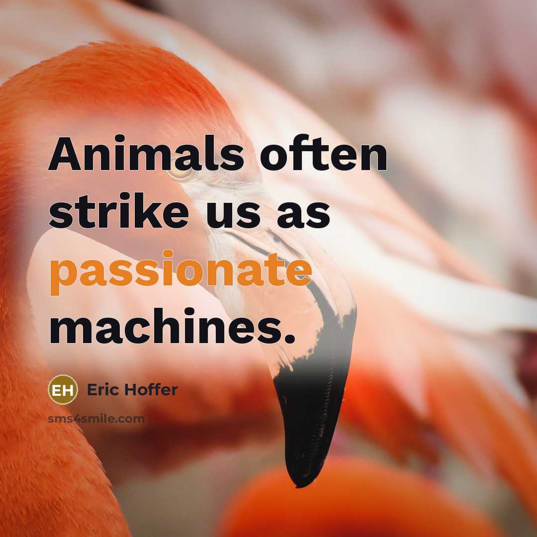 “Animals often strike us as passionate machines.” quote by Eric Hoffer
