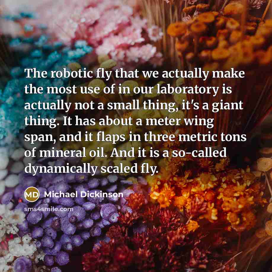 “The robotic fly that we actually make the most use of in our laboratory is actually not a small thing, it's a giant thing. It has about a meter wing span, and it flaps in three metric tons of mineral oil. And it is a so-called dynamically scaled fly.” quote by Michael Dickinson
