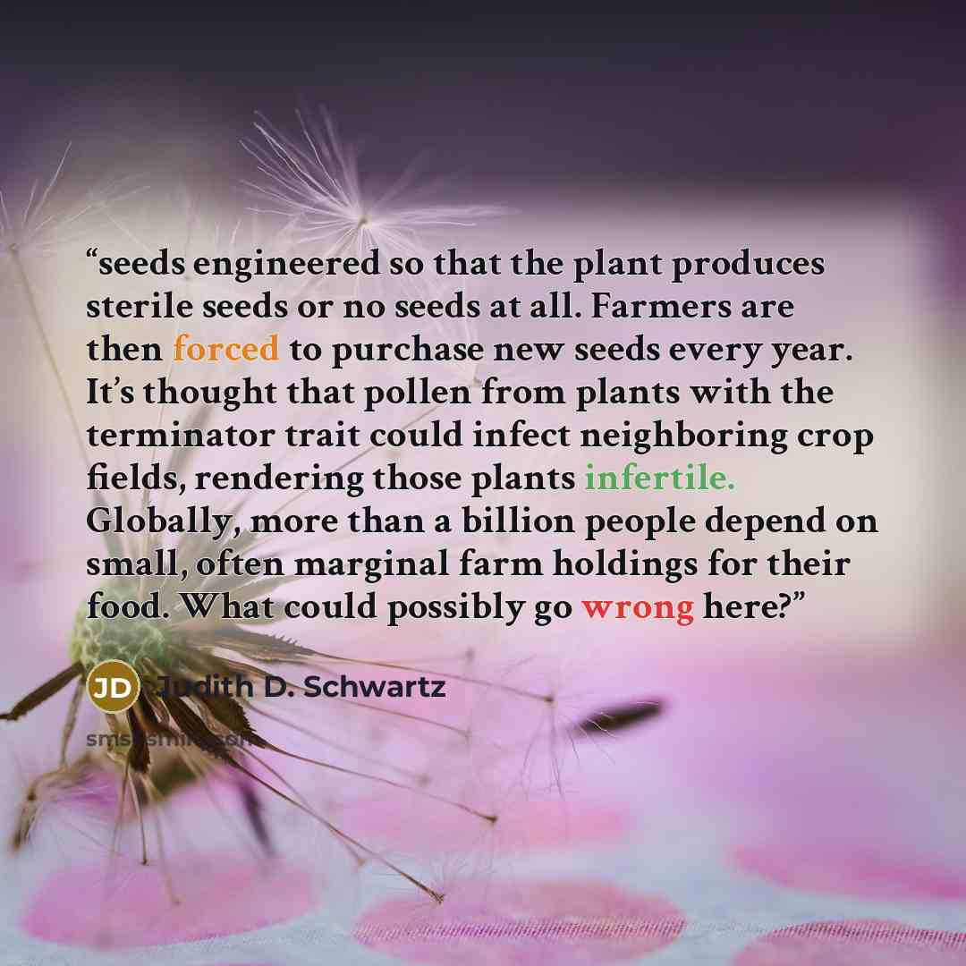“seeds engineered so that the plant produces sterile seeds or no seeds at all. Farmers are then forced to purchase new seeds every year. It’s thought that pollen from plants with the terminator trait could infect neighboring crop fields, rendering those plants infertile. Globally, more than a…” quote by Judith D. Schwartz