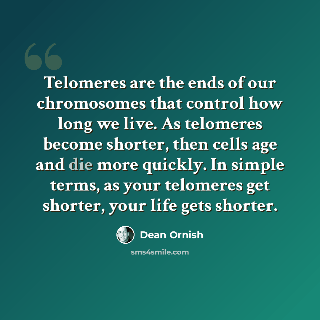 “Telomeres are the ends of our chromosomes that control how long we live. As telomeres become shorter, then cells age and die more quickly. In simple terms, as your telomeres get shorter, your life gets shorter.” quote by Dean Ornish
