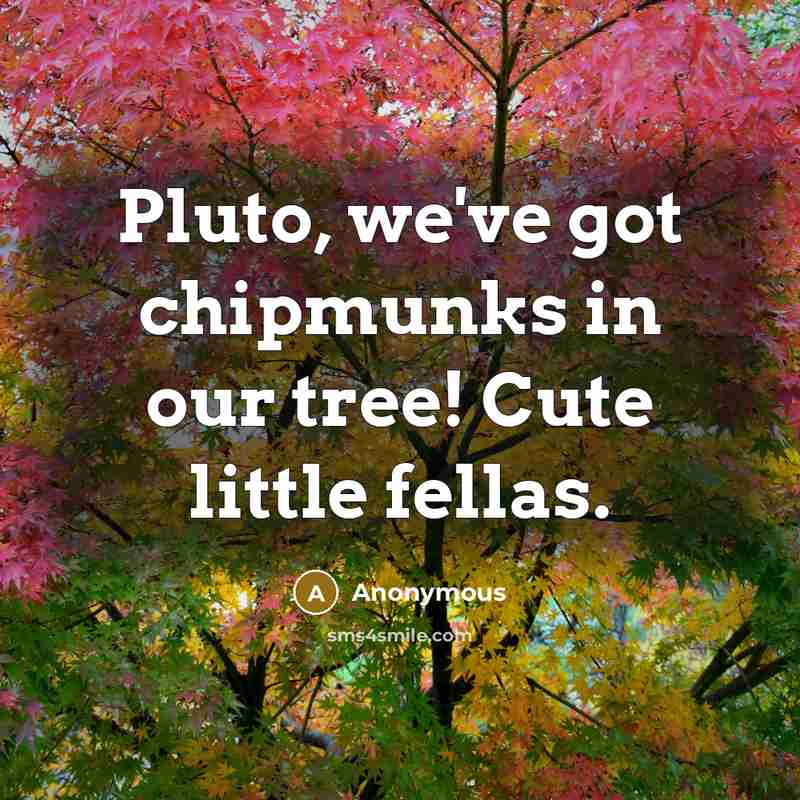 “Pluto, we've got chipmunks in our tree! Cute little fellas.” quote by Anonymous
