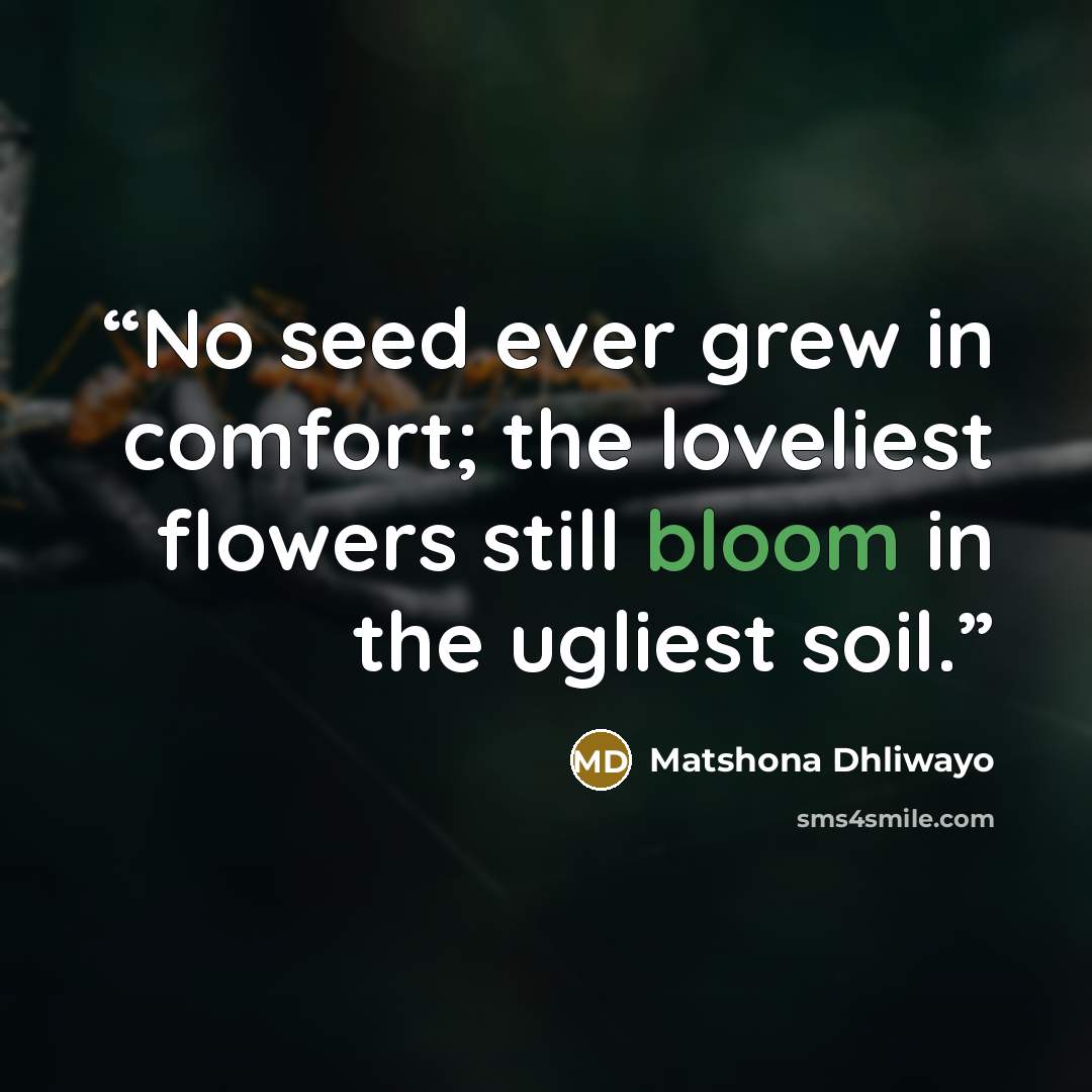 “No seed ever grew in comfort; the loveliest flowers still bloom in the ugliest soil.” quote by Matshona Dhliwayo